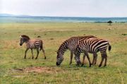  Masai Mara